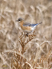 Eastern Bluebird female